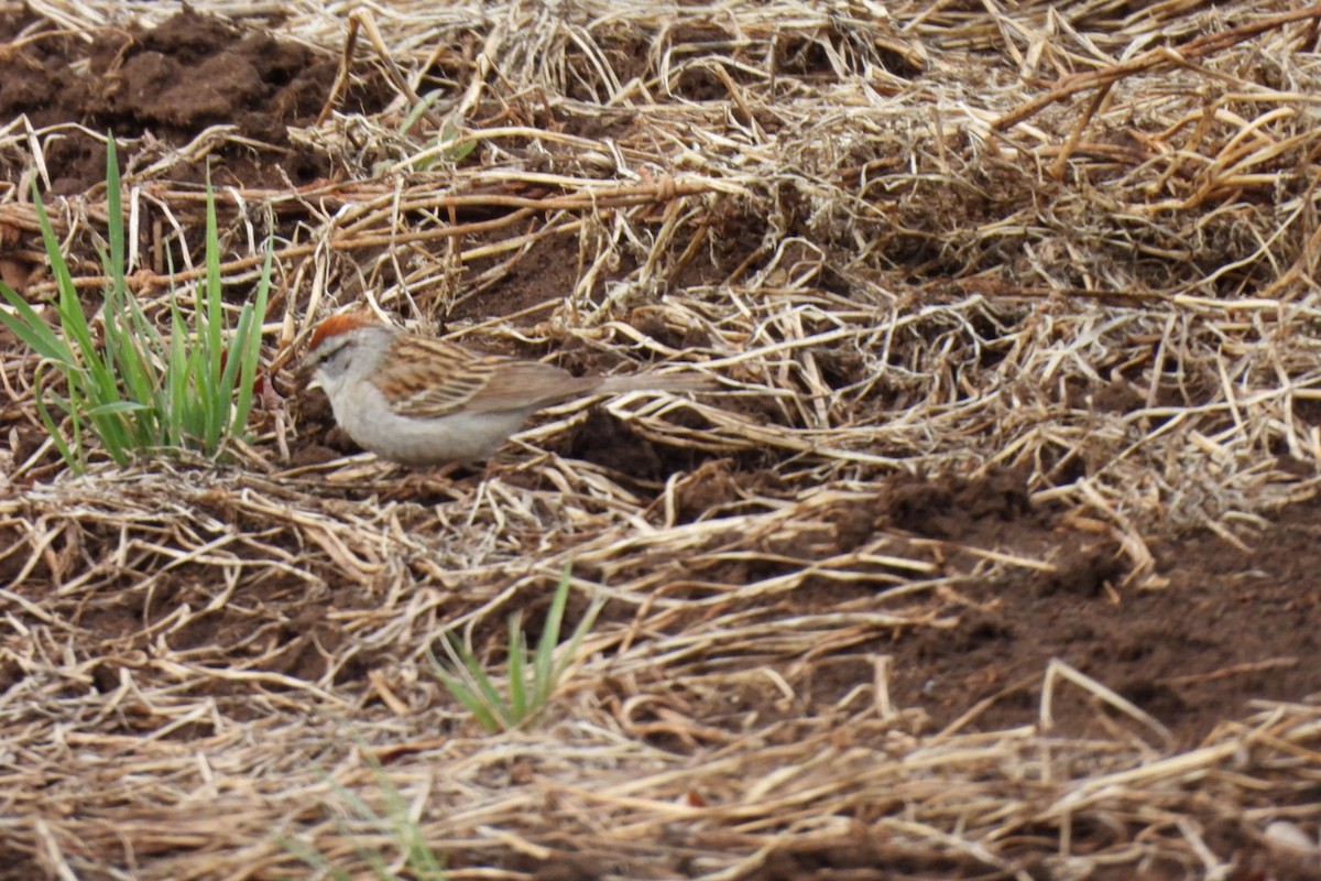 Chipping Sparrow - ML618004438