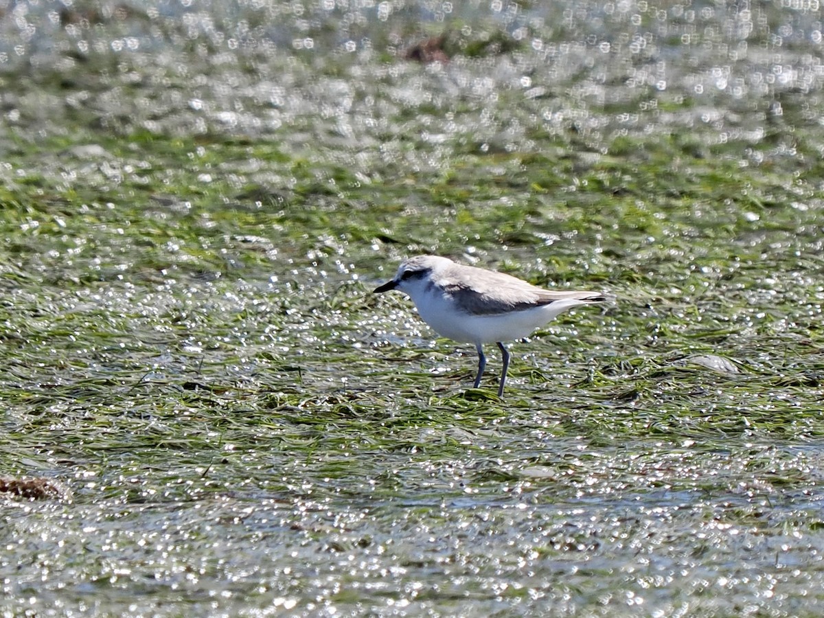 White-fronted Plover - ML618004460