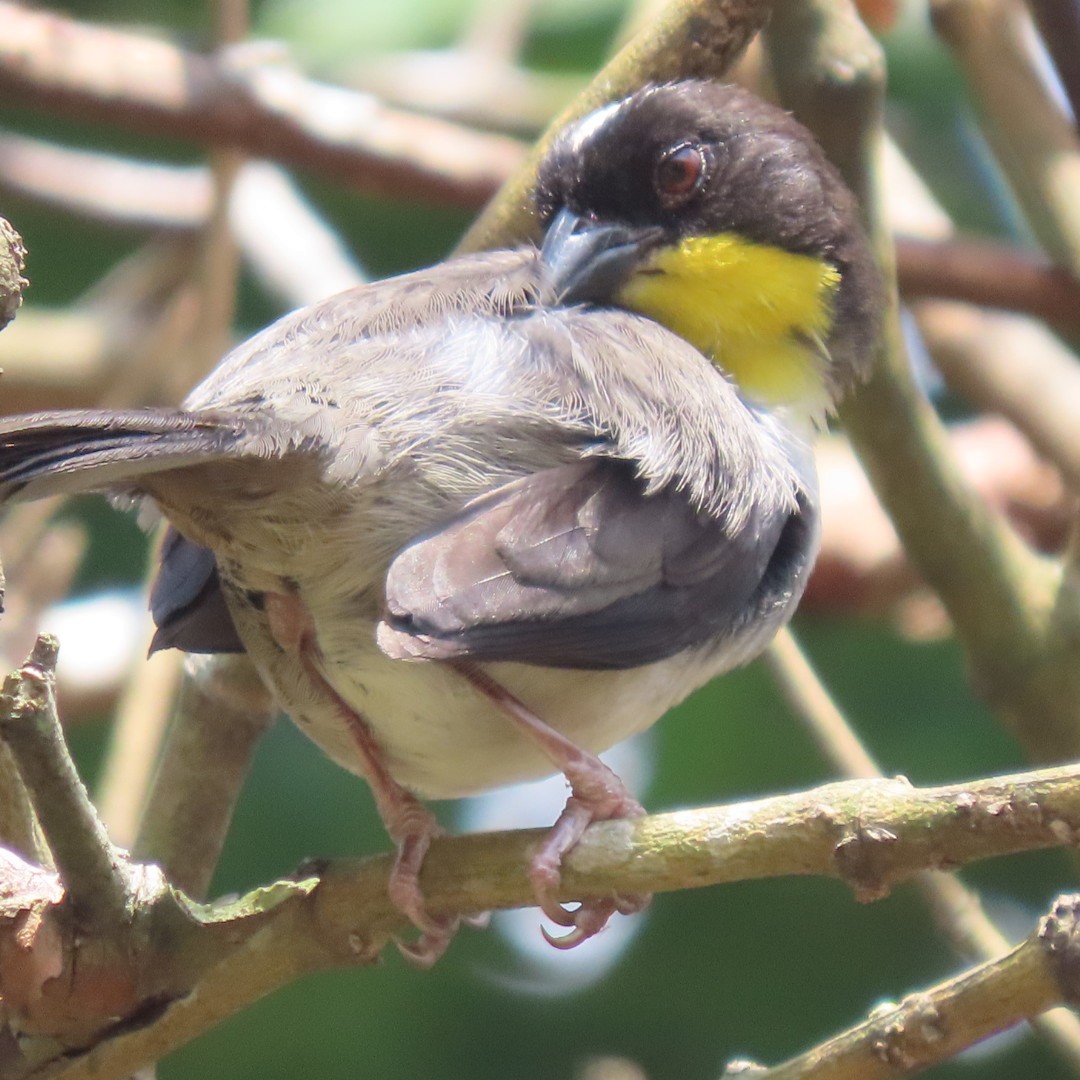 Rufous-collared Sparrow - Liliam Voltas