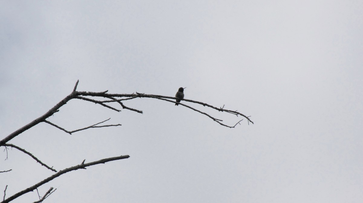 Black-chinned Hummingbird - ML618004509