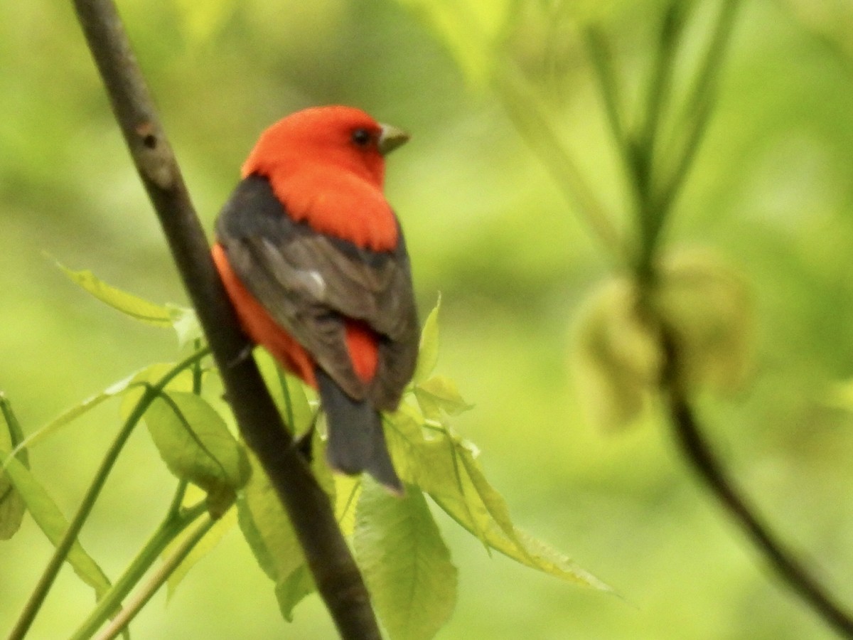 Scarlet Tanager - ML618004518