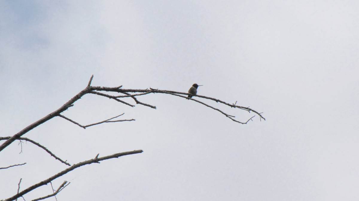 Black-chinned Hummingbird - ML618004530