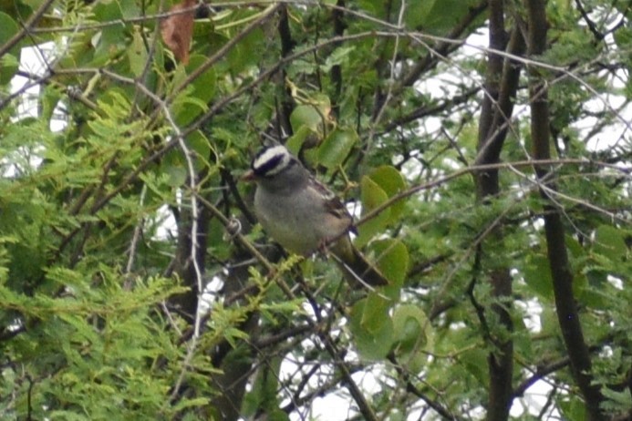 White-crowned Sparrow - ML618004531
