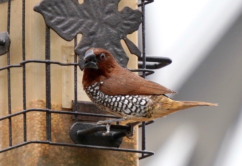 Scaly-breasted Munia - Sibylle Hechtel
