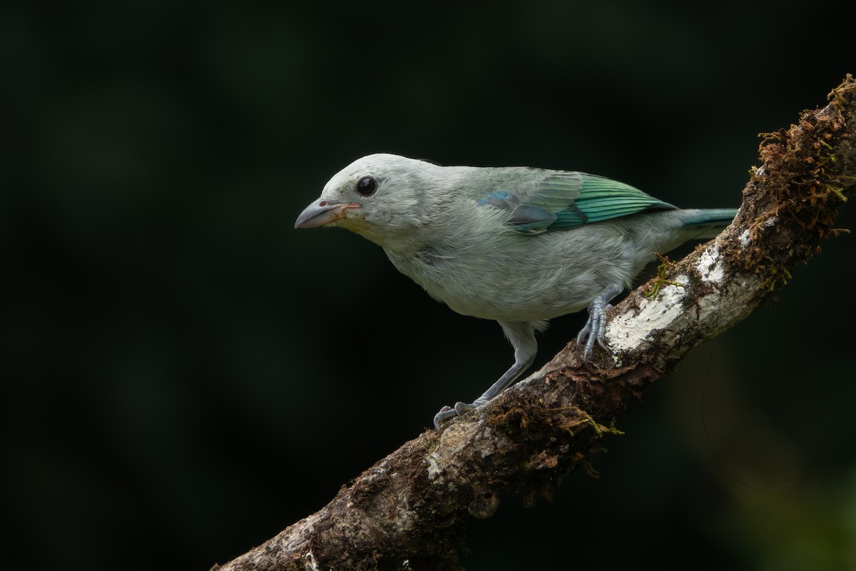 Blue-gray Tanager - ML618004559