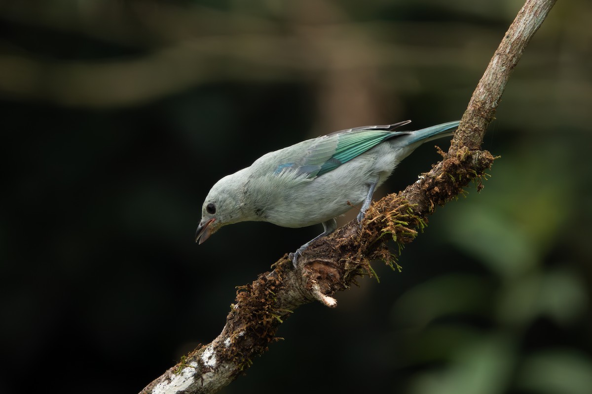 Blue-gray Tanager - ML618004560