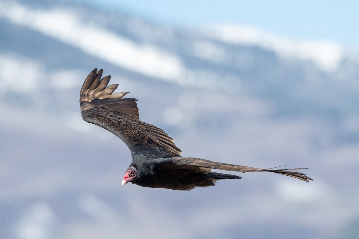 Turkey Vulture - ML618004561