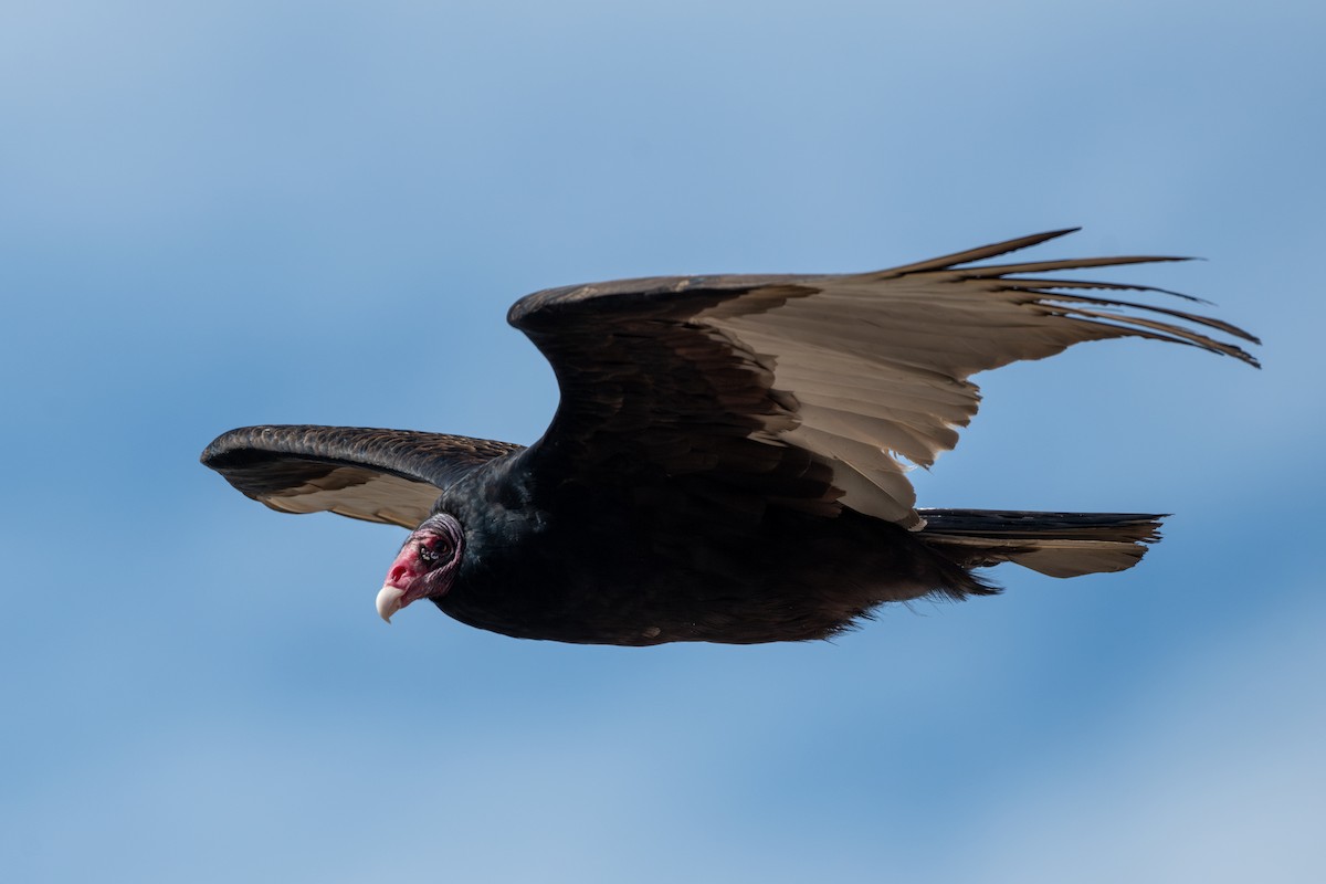 Turkey Vulture - T. Jay Adams