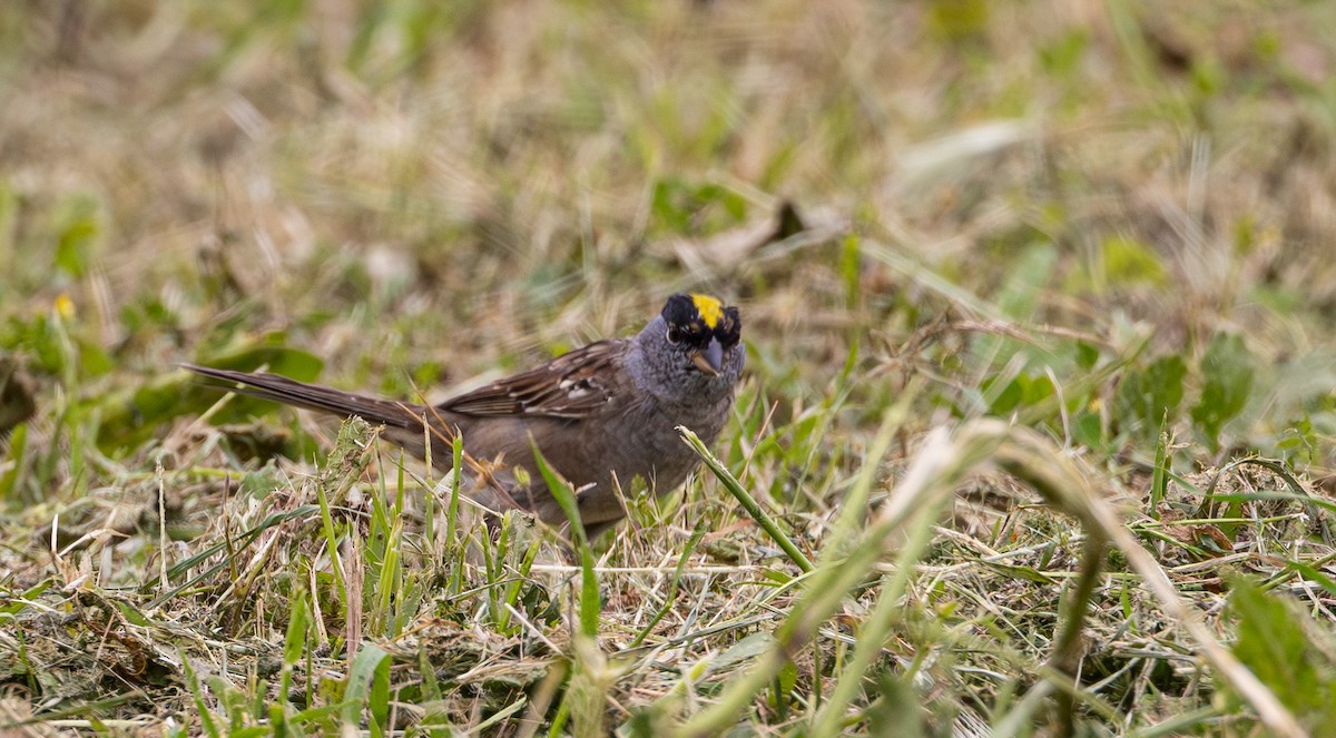 Golden-crowned Sparrow - ML618004579