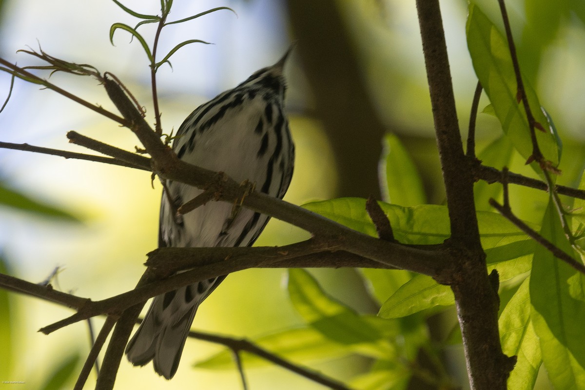 Black-and-white Warbler - ML618004580
