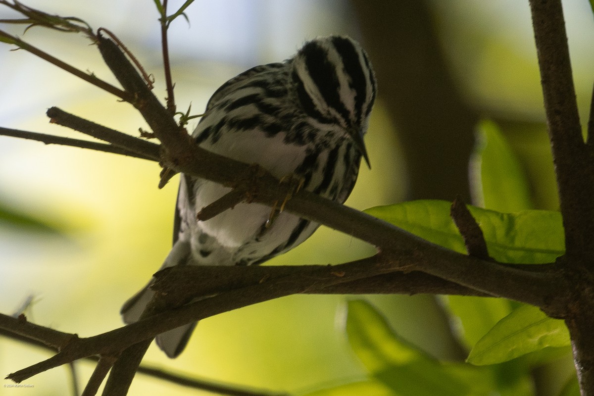 Black-and-white Warbler - ML618004581