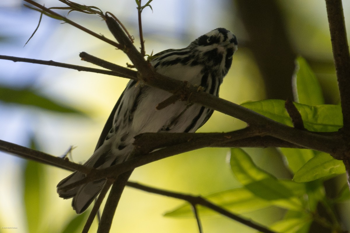 Black-and-white Warbler - ML618004582