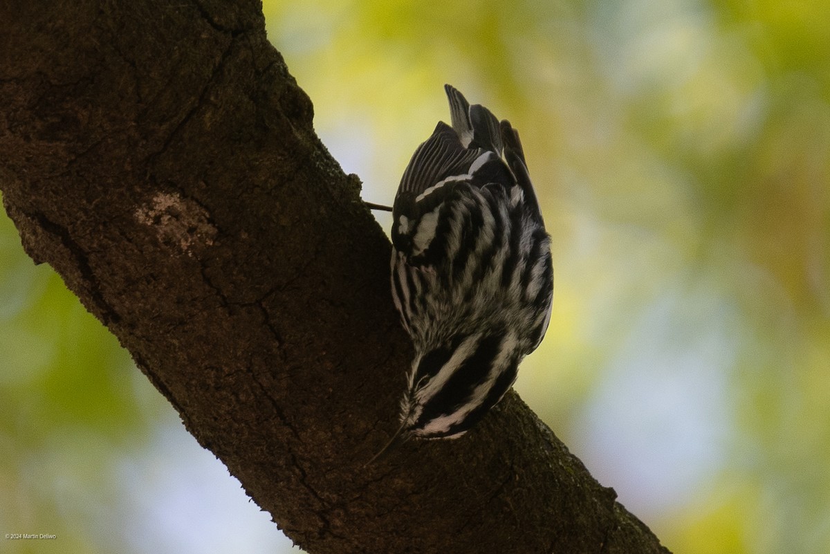 Black-and-white Warbler - ML618004584