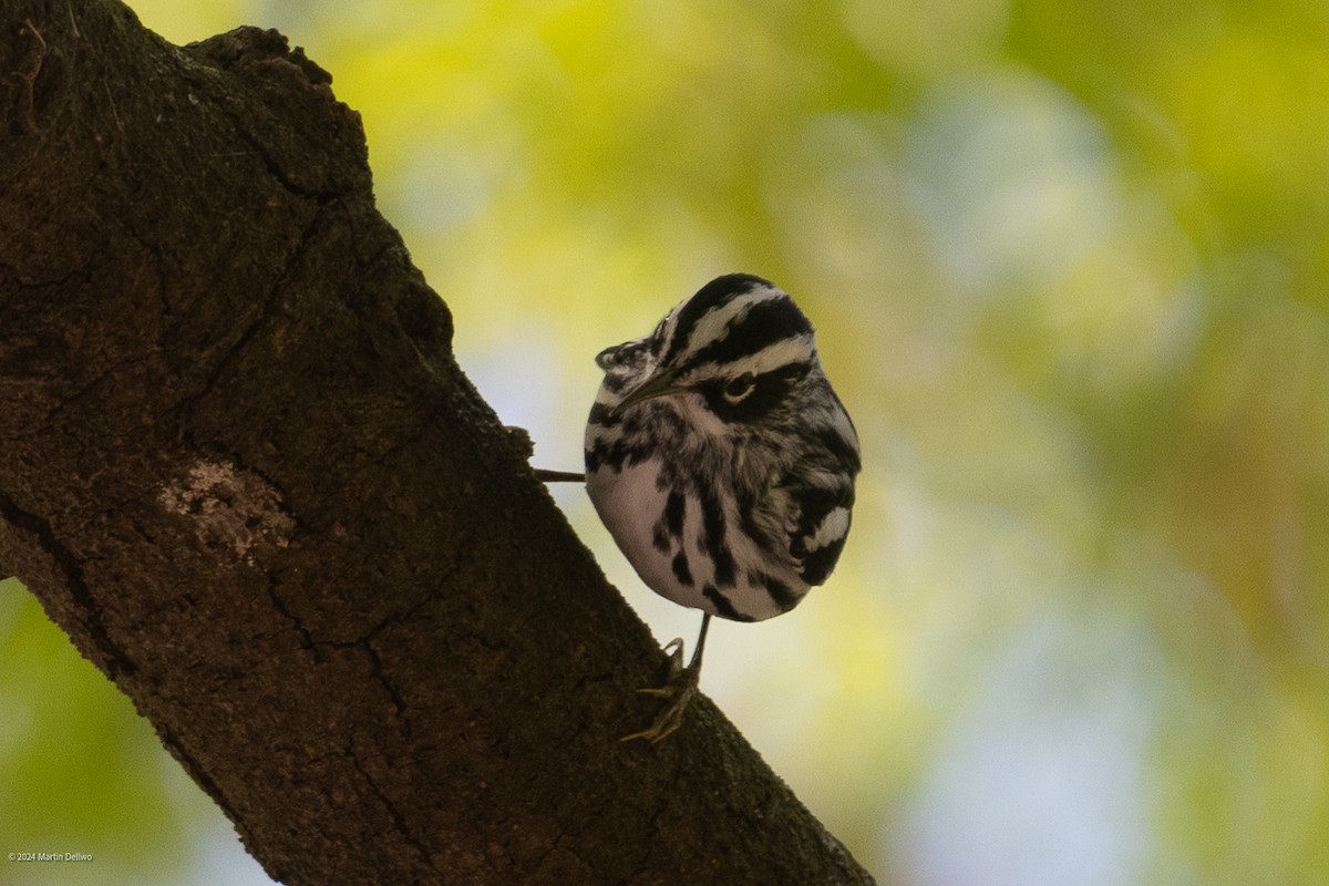 Black-and-white Warbler - ML618004585