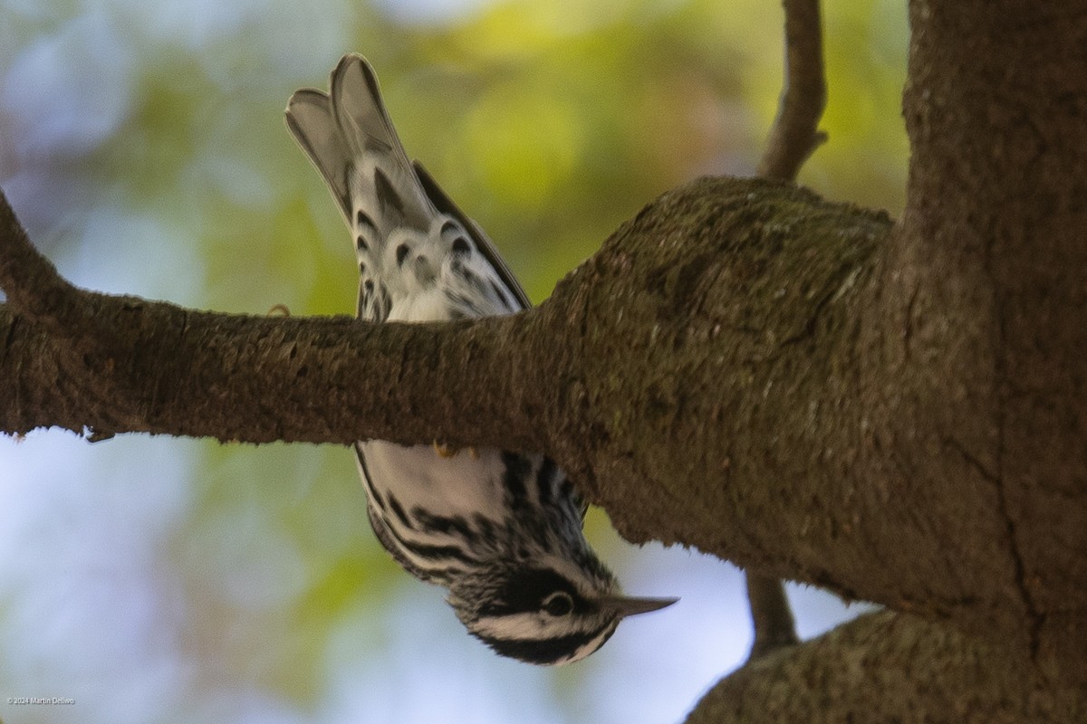 Black-and-white Warbler - ML618004586
