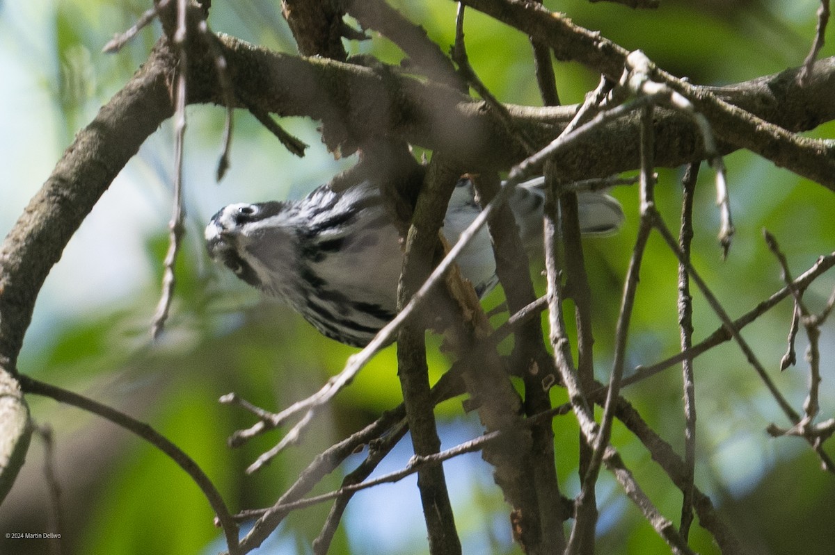 Black-and-white Warbler - ML618004587