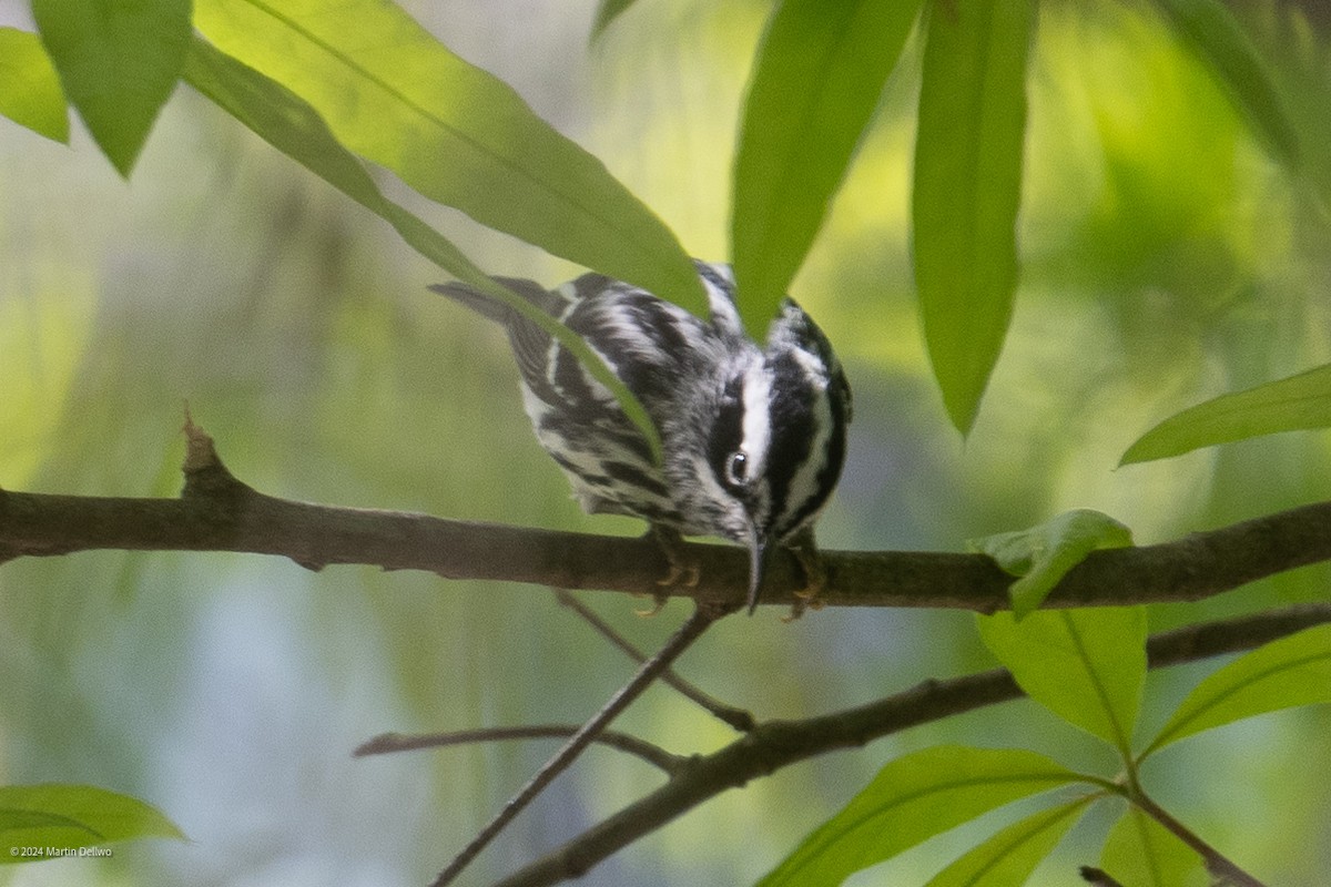 Black-and-white Warbler - ML618004588