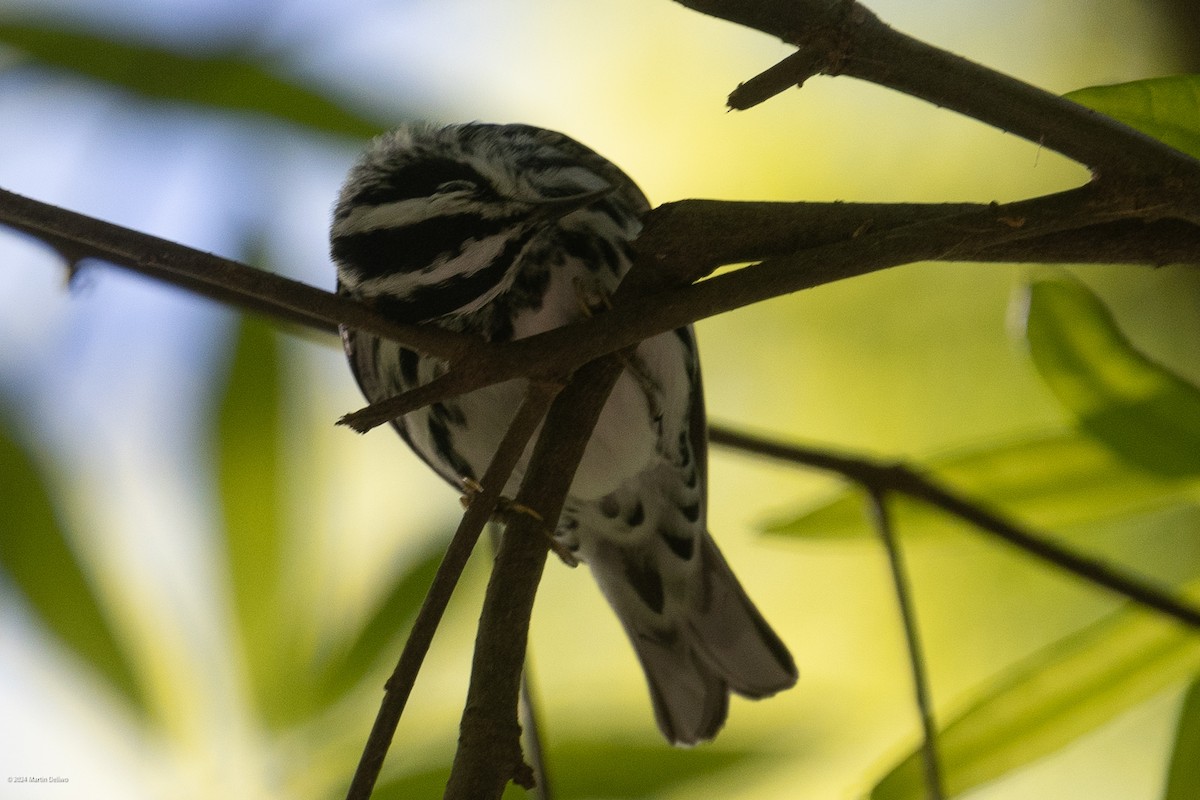 Black-and-white Warbler - ML618004589