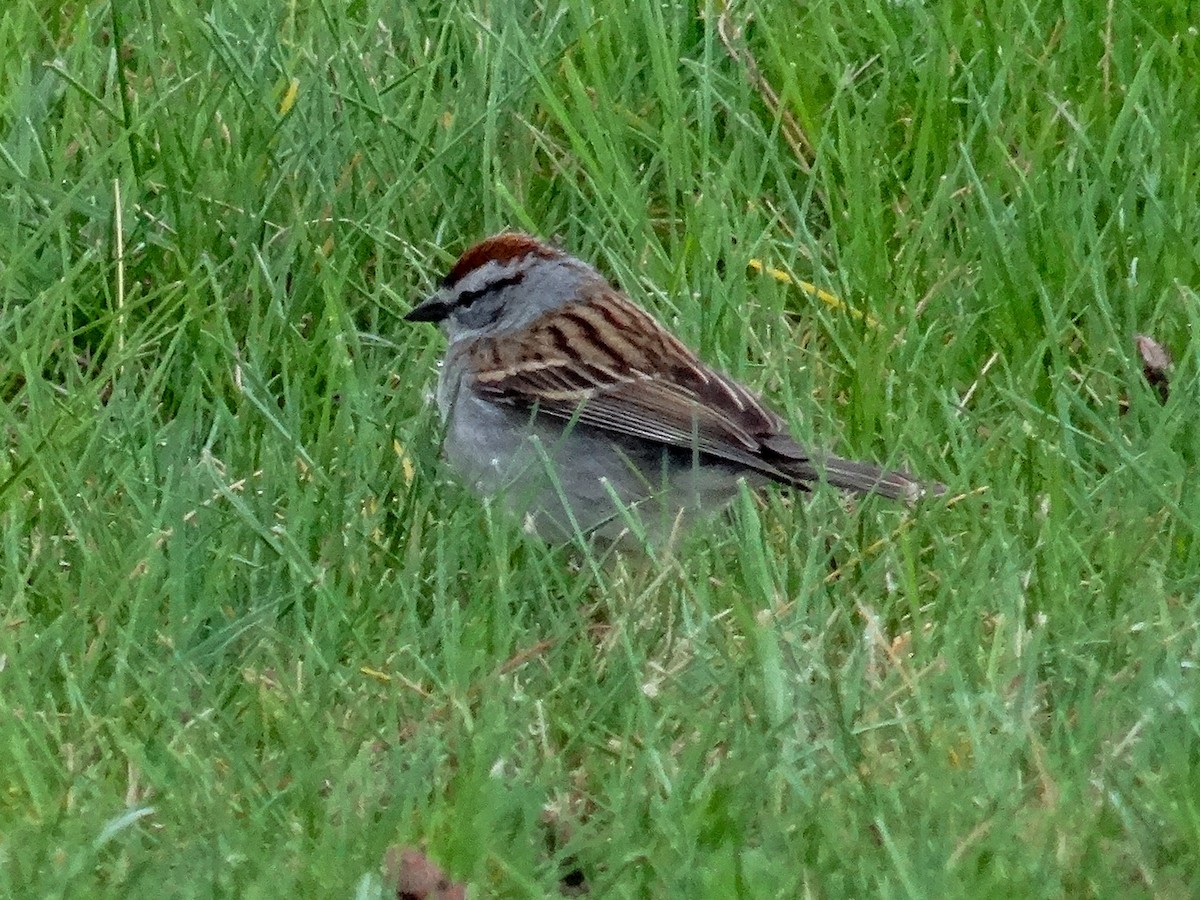 Chipping Sparrow - ML618004590