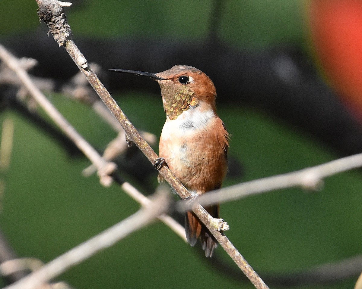 Rufous Hummingbird - ML618004600