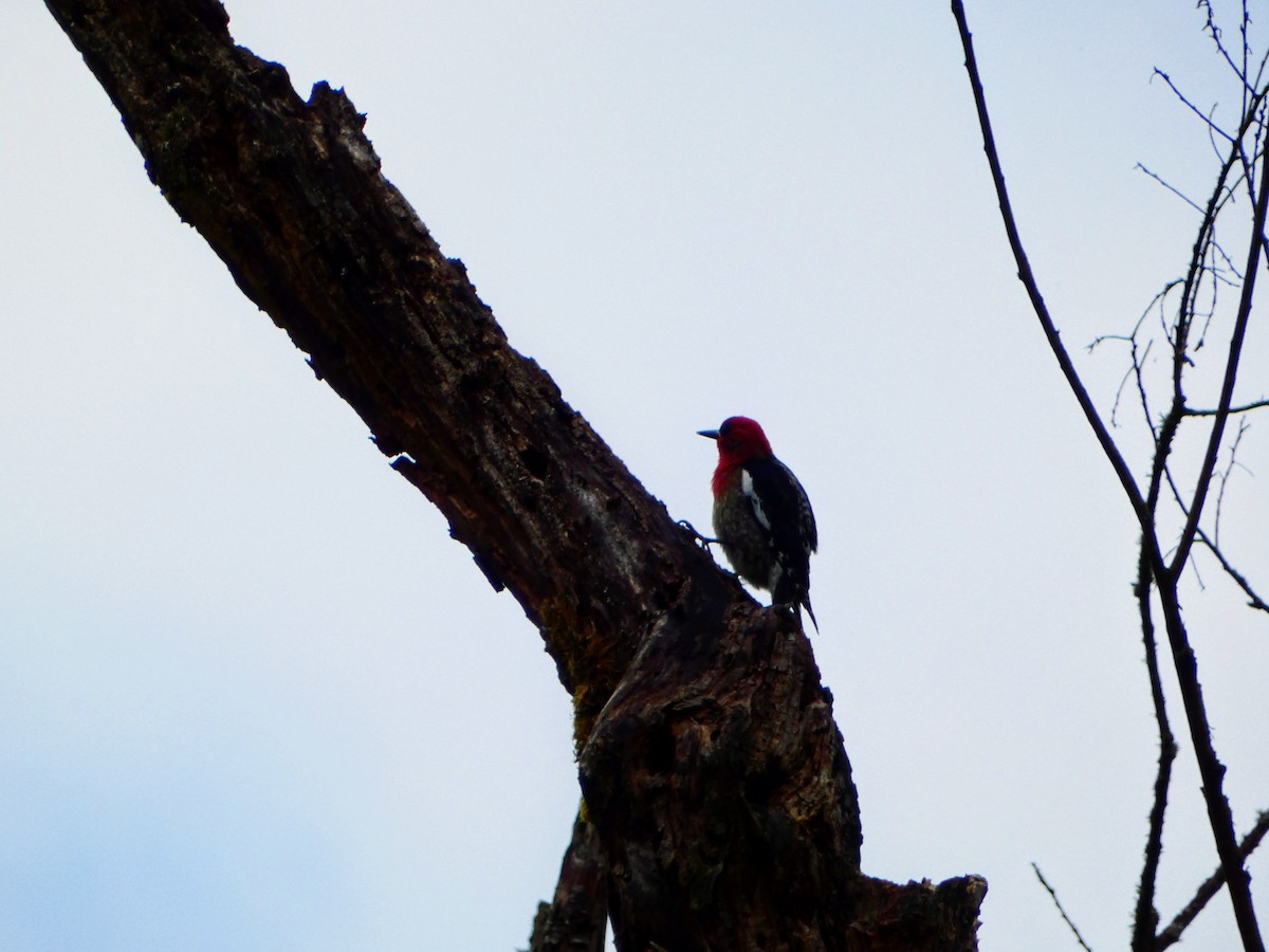 Red-breasted Sapsucker - ML618004608