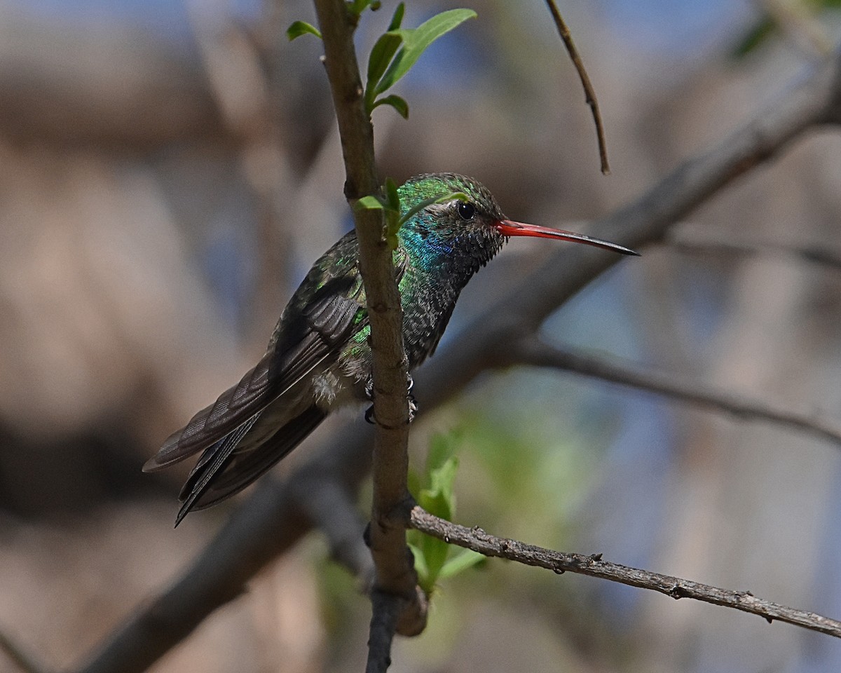 Broad-billed Hummingbird - ML618004610
