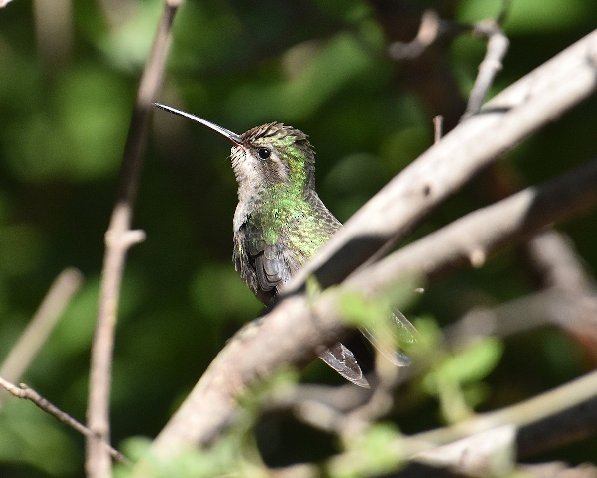 Broad-billed Hummingbird - ML618004611