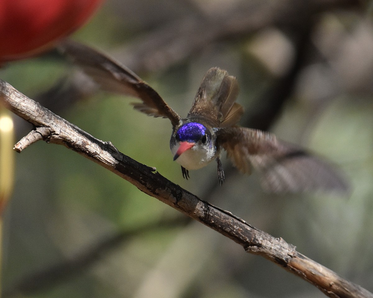 Violet-crowned Hummingbird - Brian Hicks