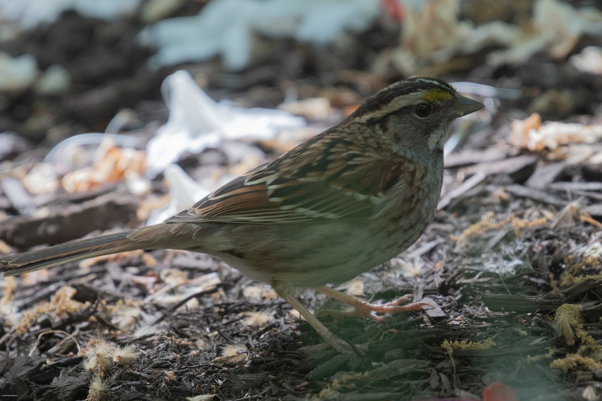 White-throated Sparrow - ML618004624