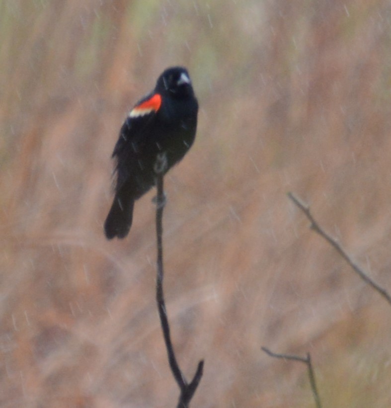 Red-winged Blackbird - ML618004637