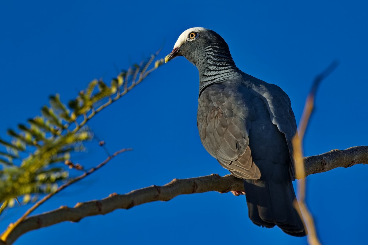 White-crowned Pigeon - ML618004644