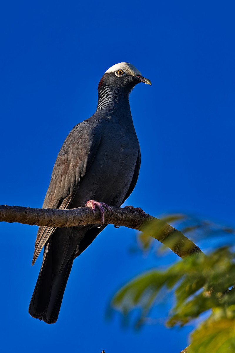 White-crowned Pigeon - ML618004645