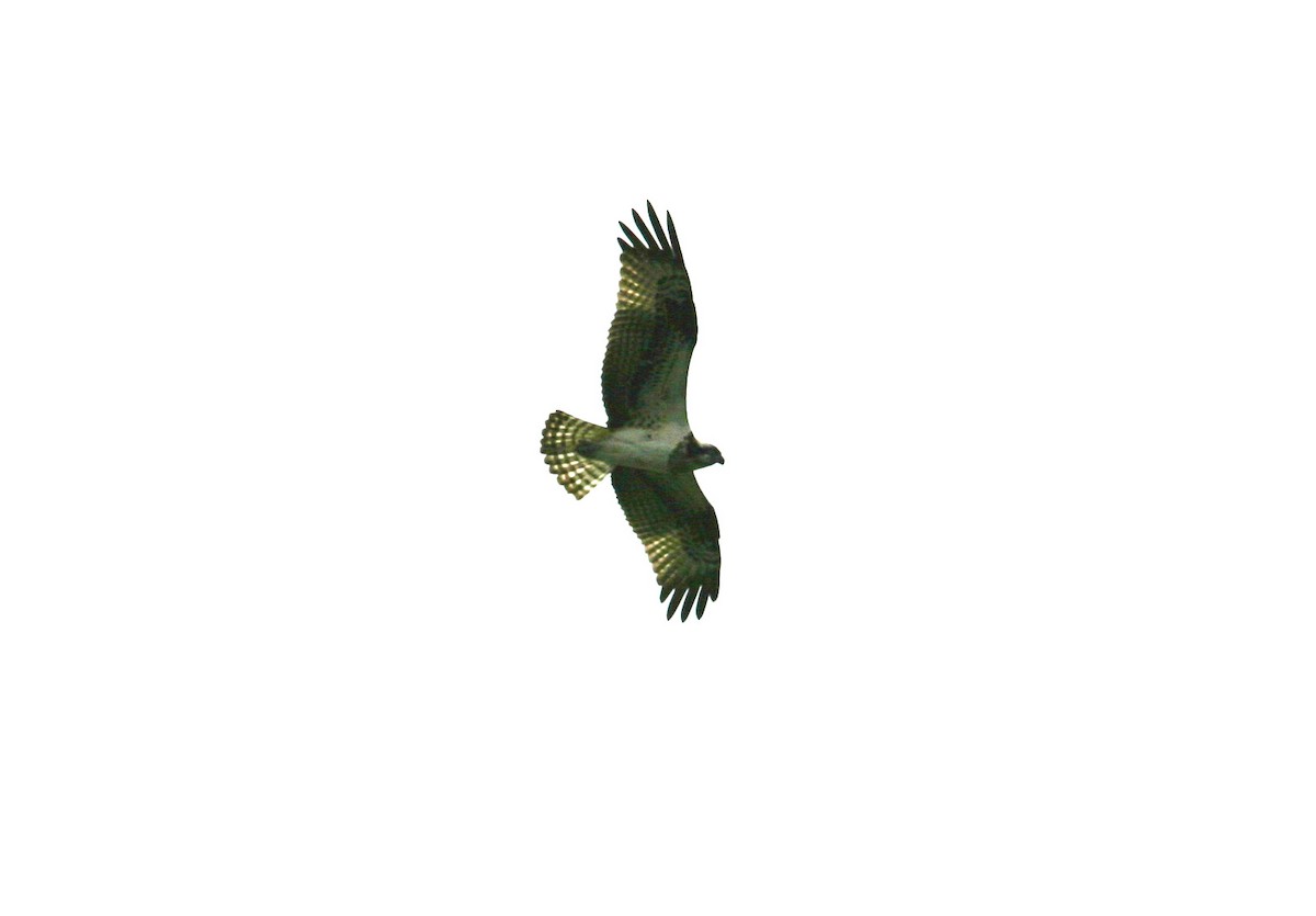 Águila Pescadora - ML618004649
