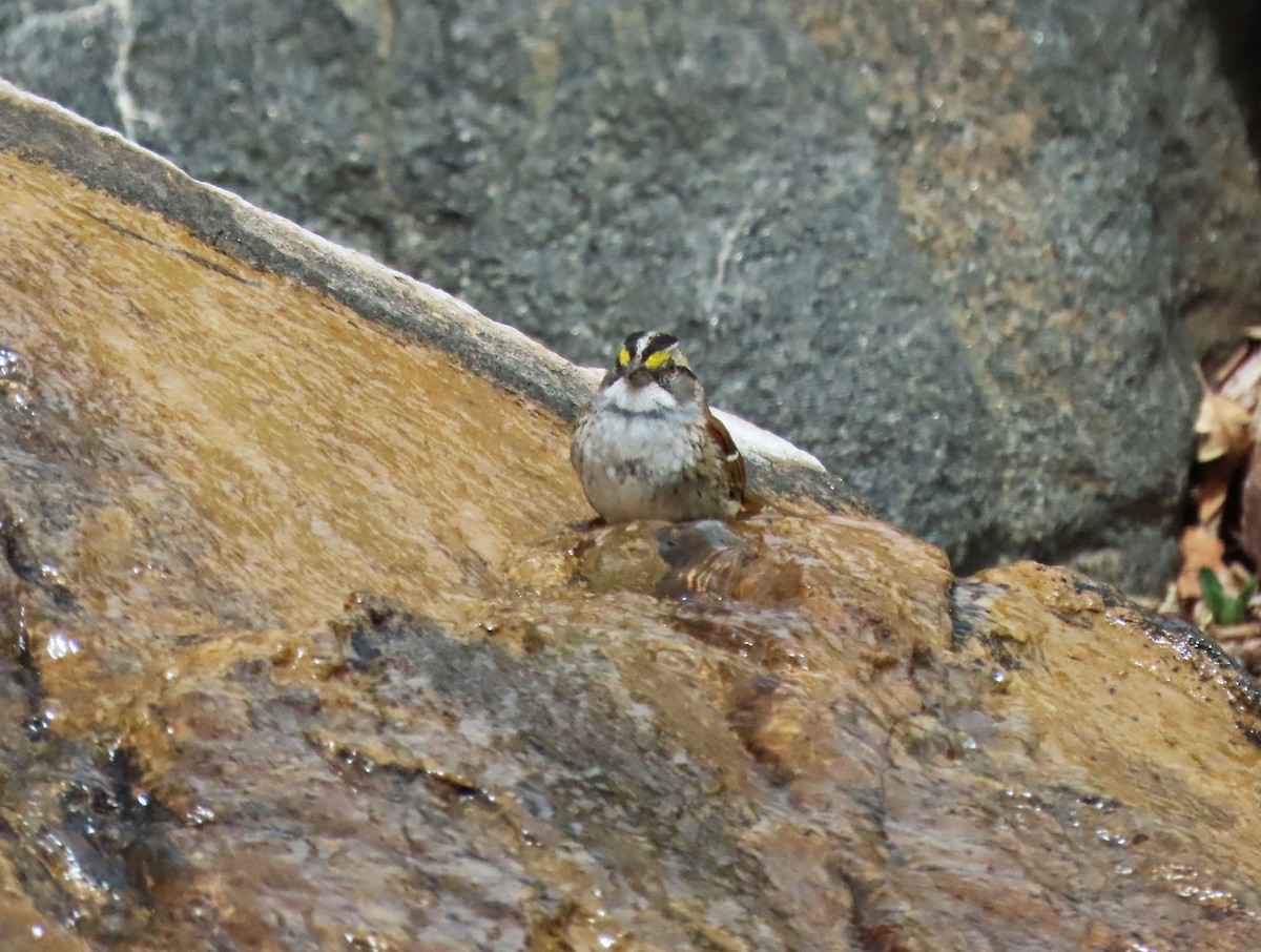 White-throated Sparrow - ML618004693