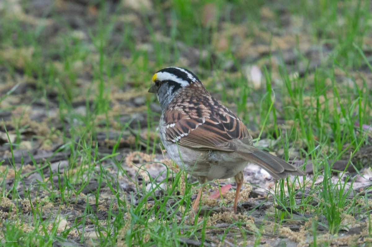 White-throated Sparrow - ML618004703