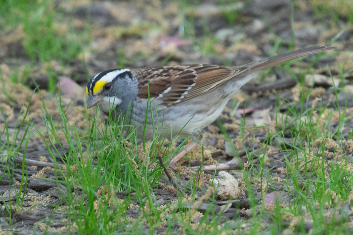 White-throated Sparrow - Martin Dellwo