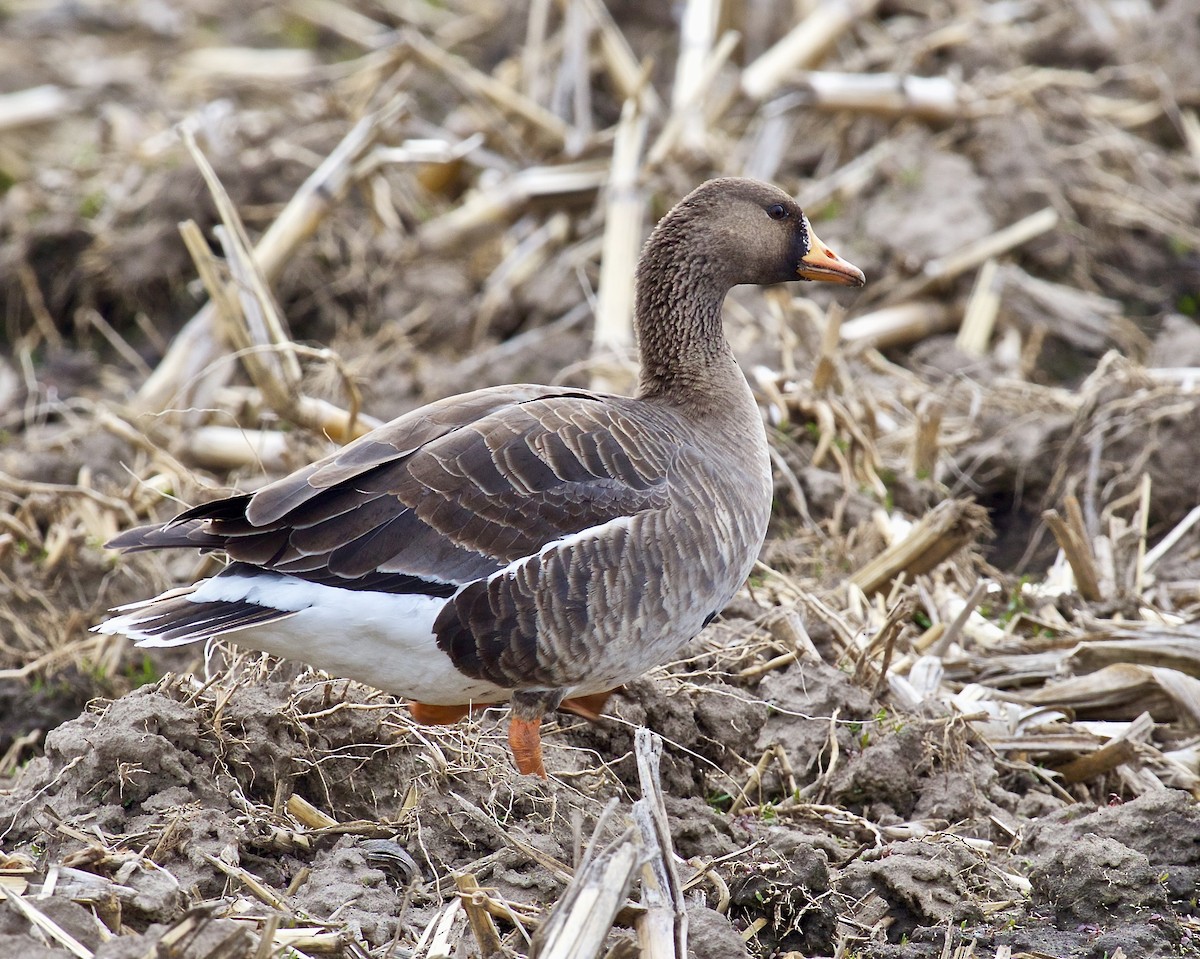 Greater White-fronted Goose - ML618004719