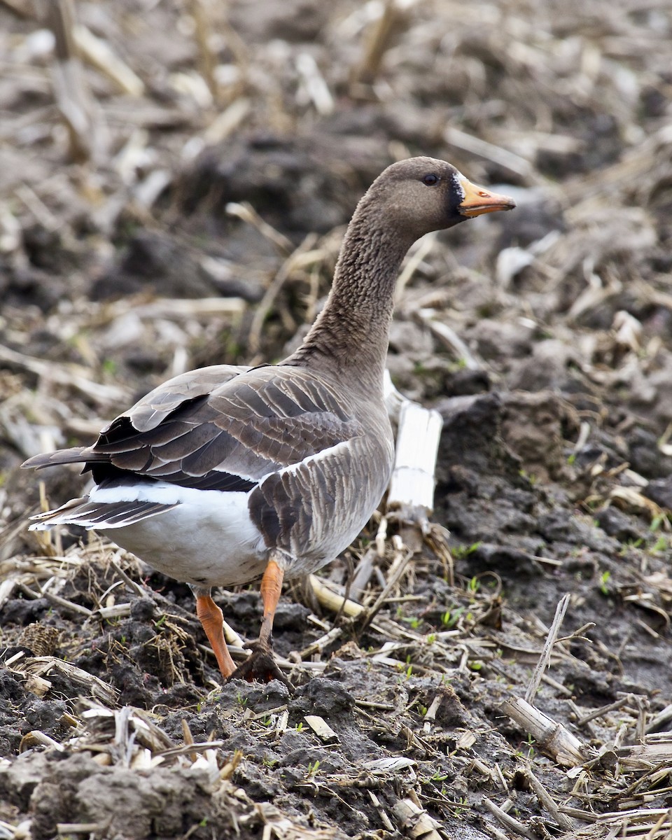 Greater White-fronted Goose - ML618004720