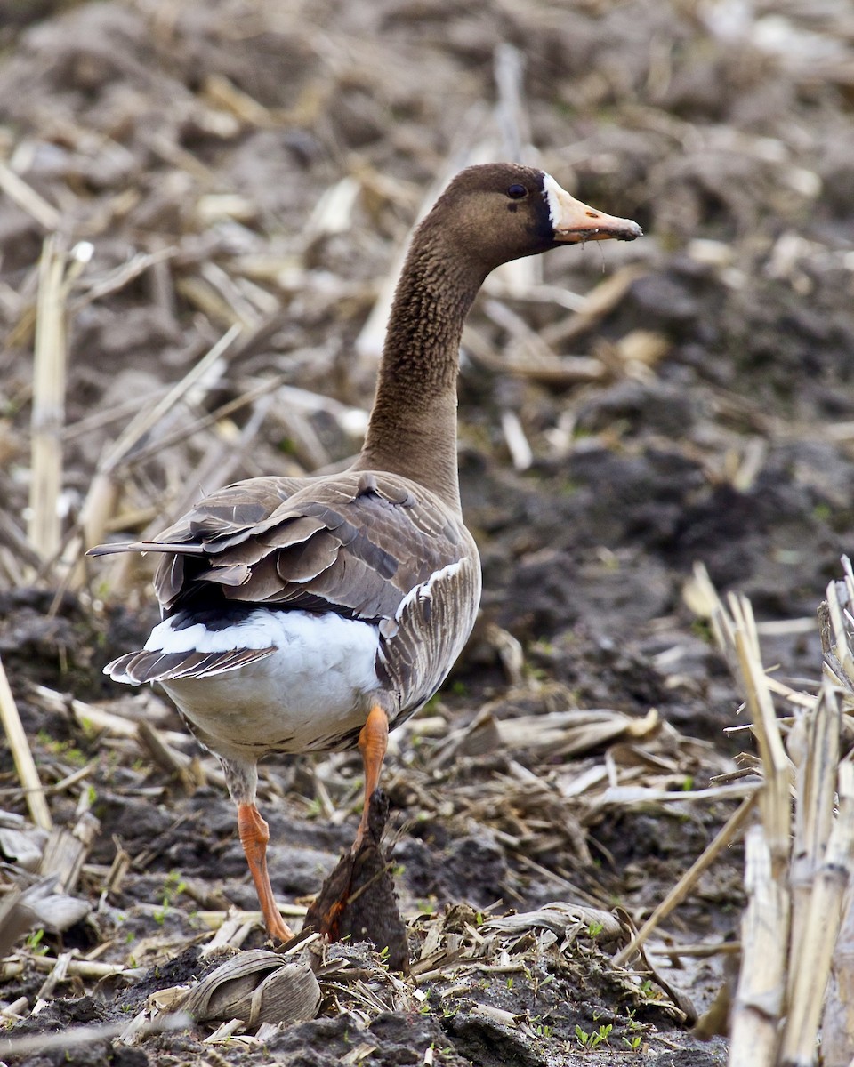 Greater White-fronted Goose - ML618004722