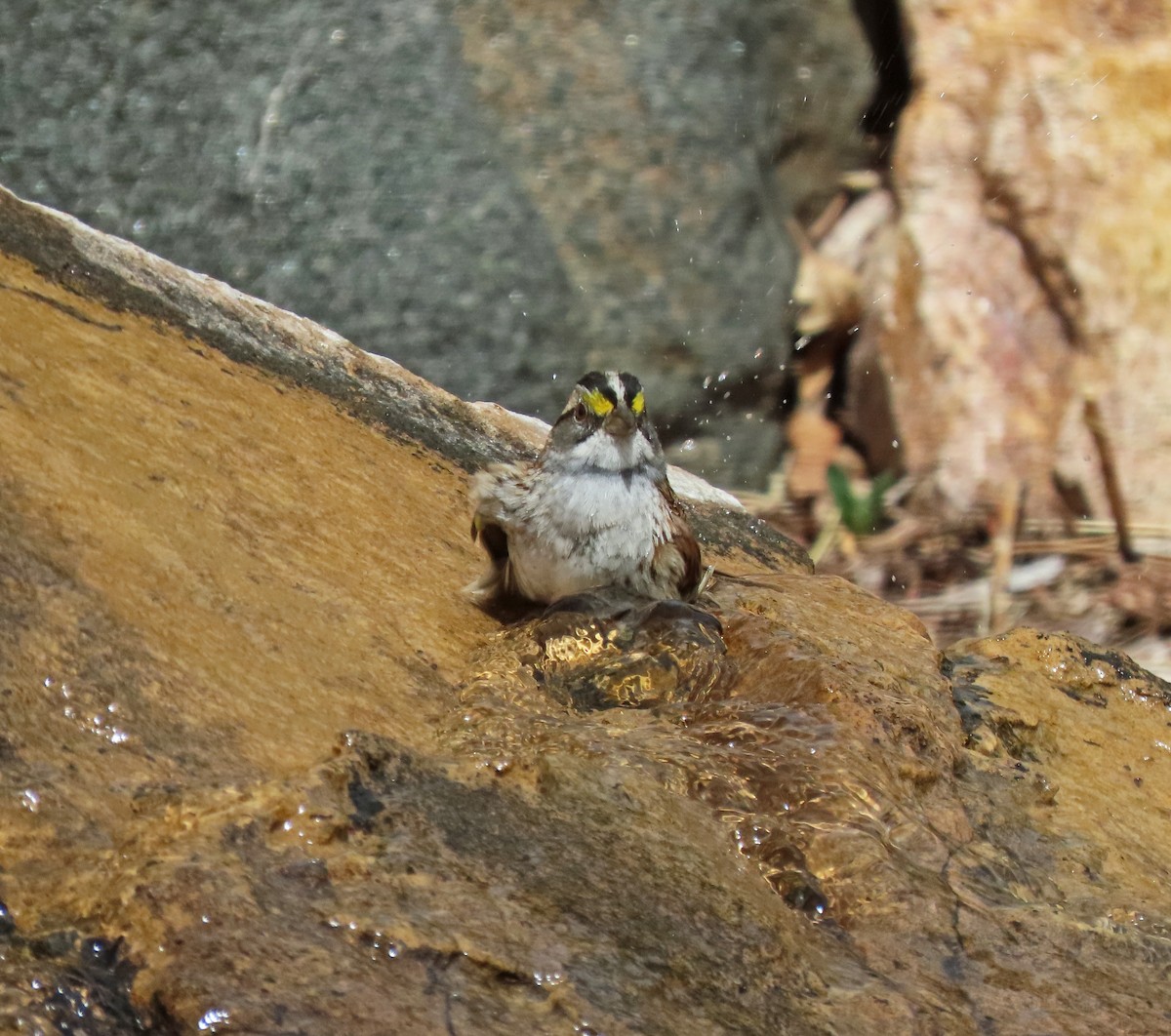 White-throated Sparrow - ML618004734
