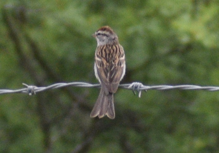 new world sparrow sp. - Anonymous