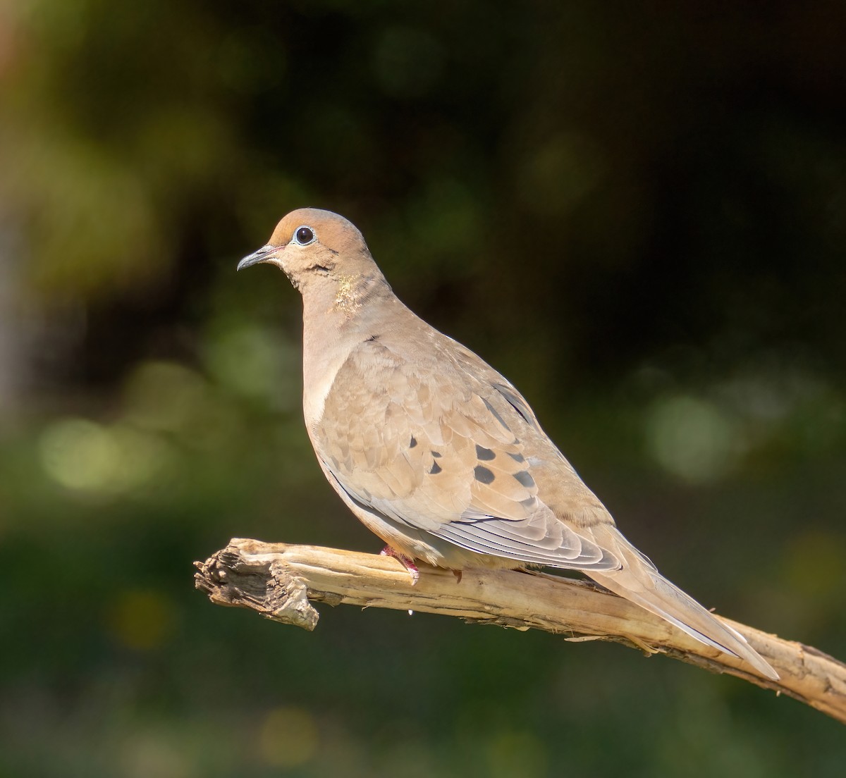 Mourning Dove - Jerry Hoffman