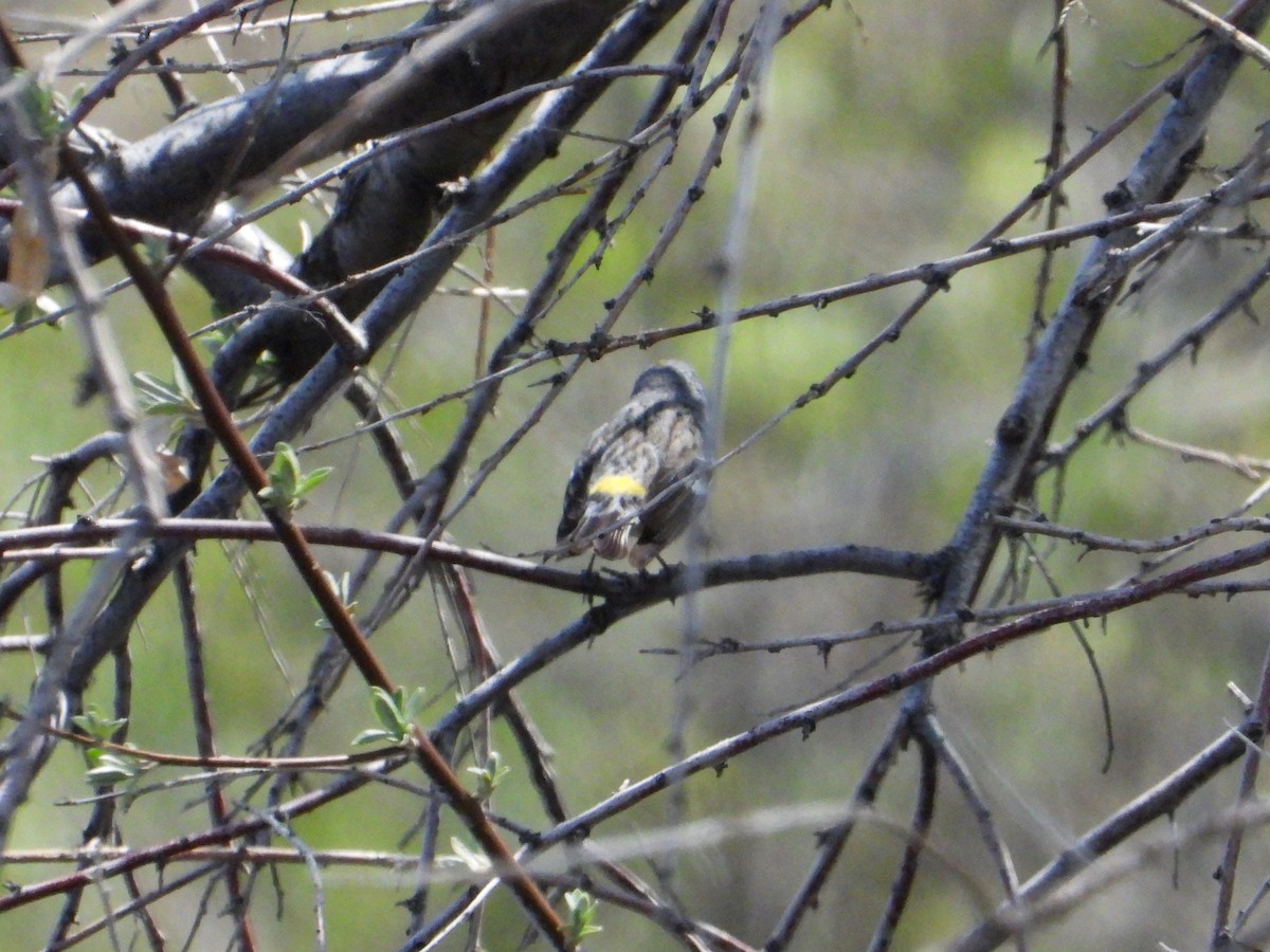 Yellow-rumped Warbler - ML618004787