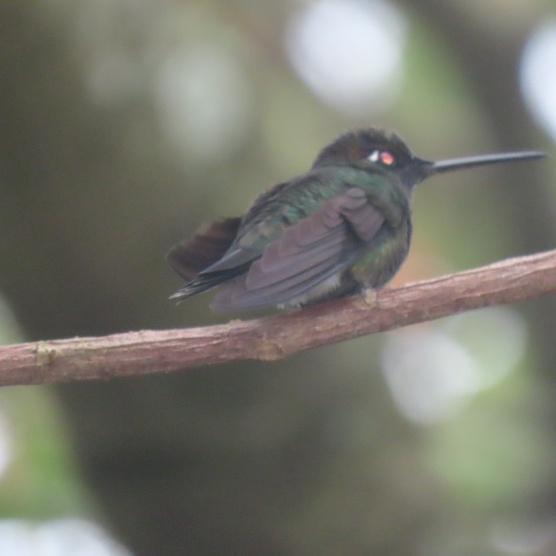 Talamanca Hummingbird - Liliam Voltas