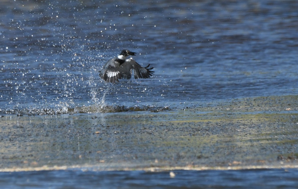 Belted Kingfisher - ML618004851