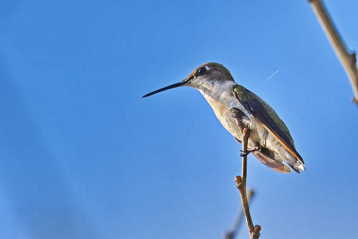 Ruby-throated Hummingbird - Uday Wandkar