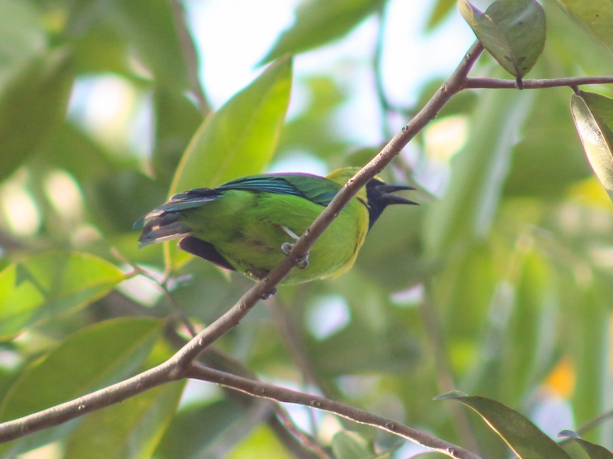 Blue-winged Leafbird - ML618004890