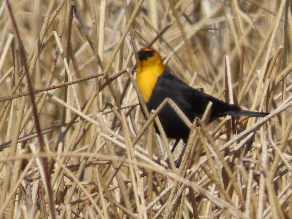 Yellow-headed Blackbird - ML618004931