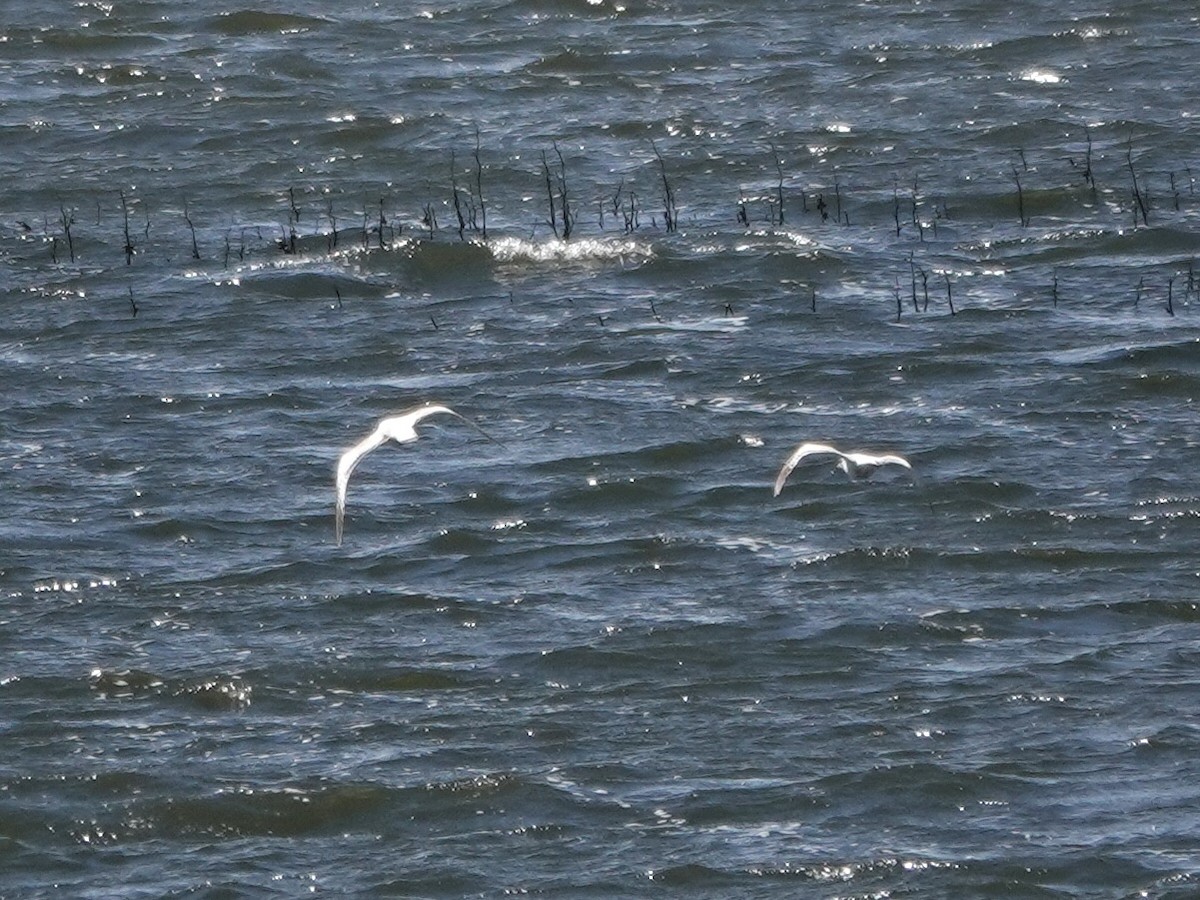 Ring-billed Gull - Norman Uyeda