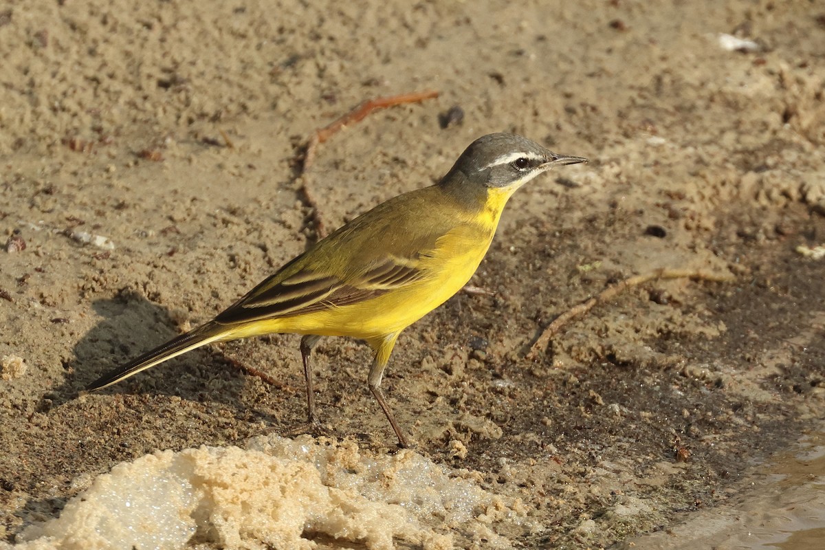Eastern Yellow Wagtail (Eastern) - Dave Bakewell